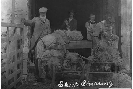 K3-13-00 Sheep shearing.jpg